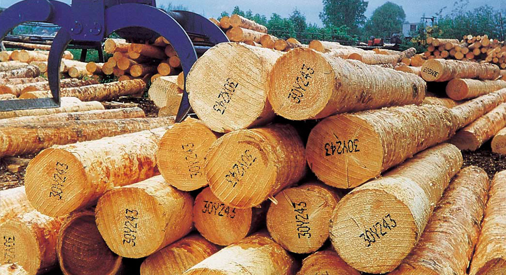 Industrielles Kennzeichnungssystem Baumstämme die durch ein Kennzeichnungssystem beschriftet wurden