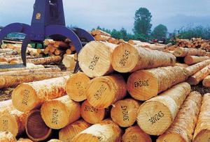 Kennzeichnung auf Holz Holzstämme mit Nummern